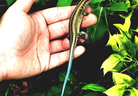 Blue Tailed Skink Blue Tailed Skink Diet