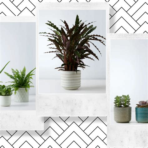 The Best Plants From Marks And Spencer New Houseplant Range