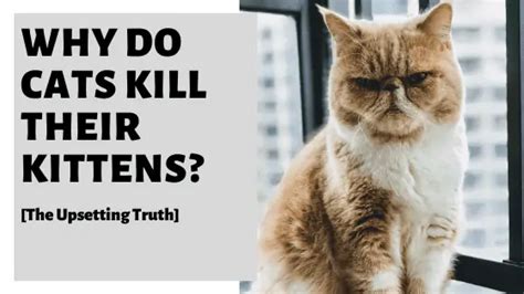 Why Do Cats Kill Their Kittens The Upsetting Truth