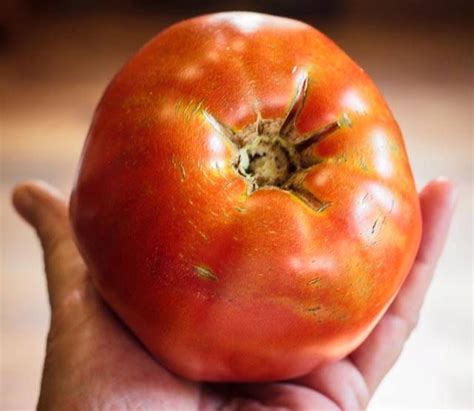 Tomato Masters Gardeners Compete For Tomato Bragging Rights Tomato