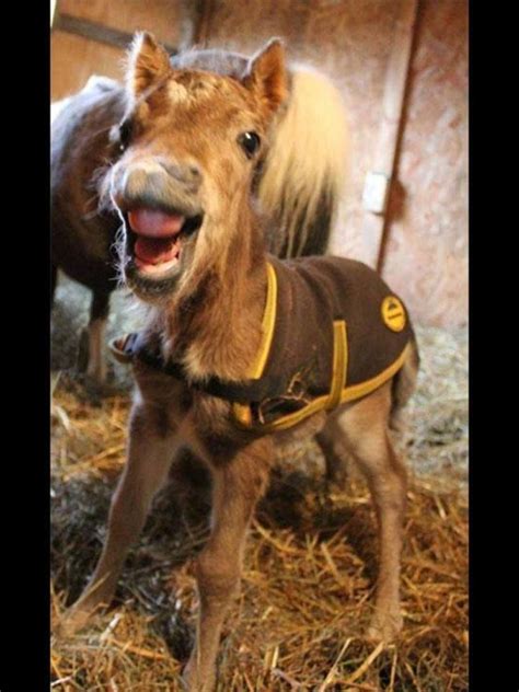 A Bright Eyed Foal With A Muppet Grin Cute Funny Horses Cute