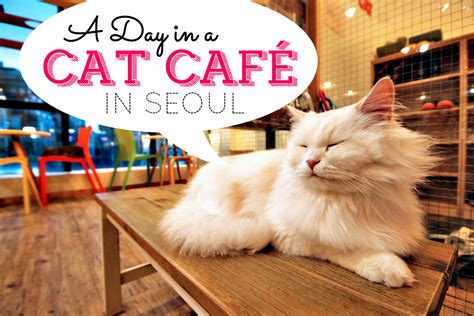 ~ the kampong cat house, with every openning of a new the kampong cat house , we will be adopting a. A Day In A Cat Café in Seoul, South Korea - Lifestyle ...