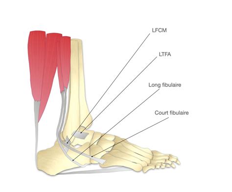 Instabilité De Cheville Dr Bovier Lapierre