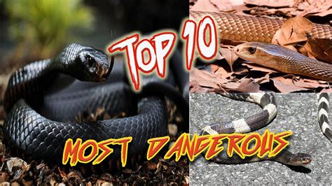 Top 10 Most Venomous Snakes Worlds Deadliest Snakes Youtube