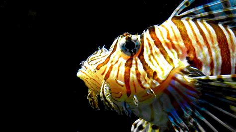 Free Images Lionfish Invertebrate Striped Close Up Tiger Toxic