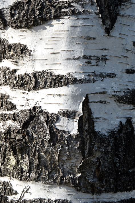 Free Images Tree Water Nature Forest Rock Snow Winter Black