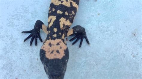 A lot of people throughout the world are looking for a method gila monsters, why? Baby Gila monster - YouTube