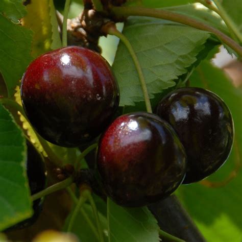 Stella Cherry Tree Prunus Avium Buy Online