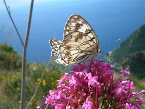 Farfalle E I Colori Della Natura