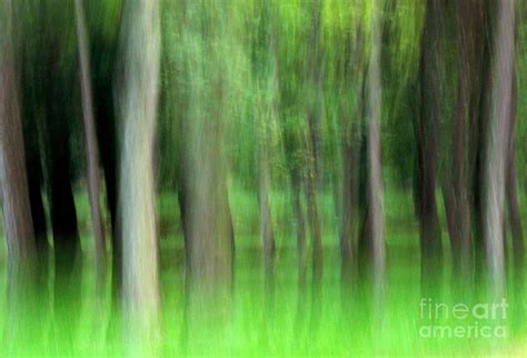 Dream Forest Photograph By Odon Czintos Pixels