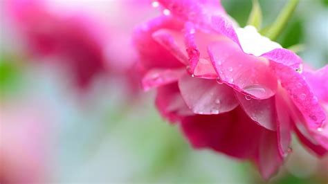 Hd Wallpaper Pink Orchid Flowers Green Petals Drops Water Waves