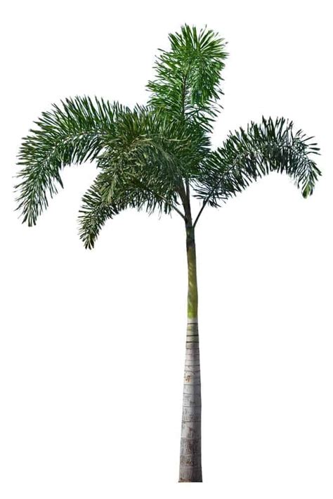 10 Main Types Of Palm Trees From Around The World 2022 List Home