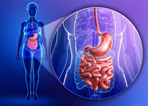 Darmentzündung und was in unserem Darm passiert Medizin Aspekte