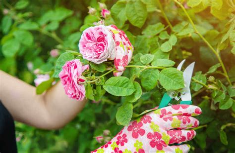 Summer Rose Care Kellogg Garden Organics™