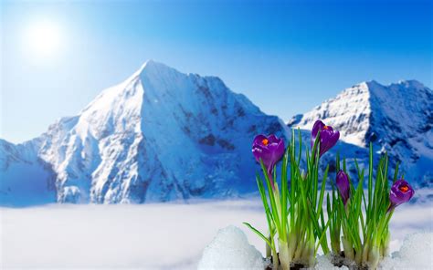 Photo Mountains Snow Flower Crocuses Landscape Photography 3840x2400