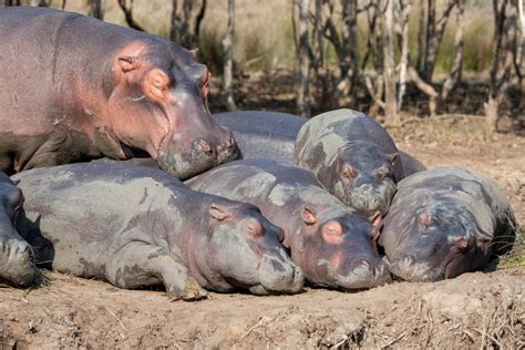 Amazing Hippo Facts Information Pictures And Videos Learn More About