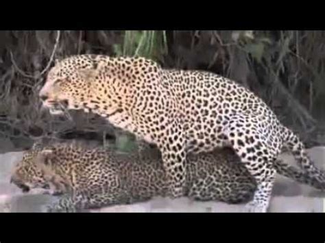 Noticias sobre abandono de animales: Leopardos apareandose en libertad. - YouTube