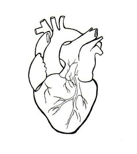 Human Heart Embroidery Anatomical Line Art Simple Embroidery