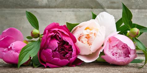 Sarah G Wallace What Flowers Are Similar To Peonies Items Similar