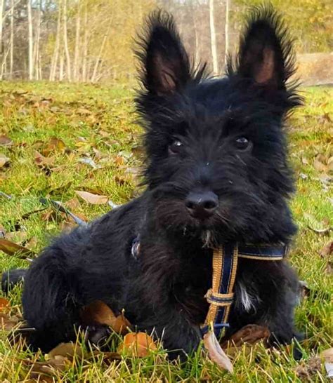 Scottish Terrier Dog Breed Information And Images K9 Research Lab
