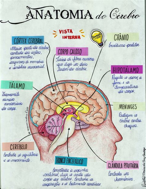 Mapa Mental Sobre Anatomia Do CÉrebro Study Maps