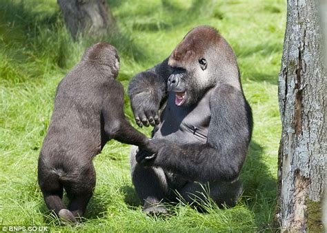 The Touching Moment Two Hugging Gorillas Were Reunited At Longleat
