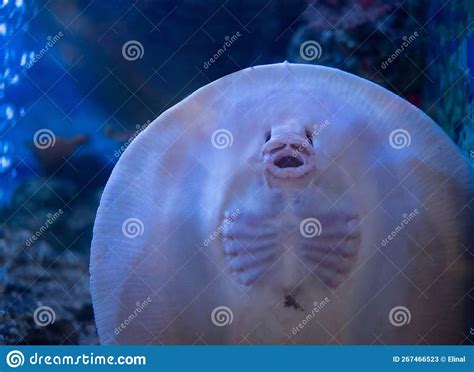 Underside Of Stingray Showing Mouth And Gill Slits Stock Image Image