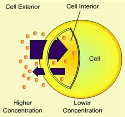 We did not find results for: Diffusion - Biology Notes for IGCSE 2014
