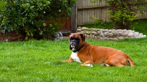 Boxer Puppies Dog Breed Information Temperament And