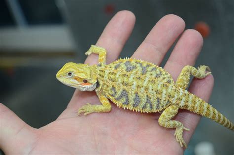 Excellent personalities for companion and family pet. Bearded Dragon Photos | Bearded dragons for sale