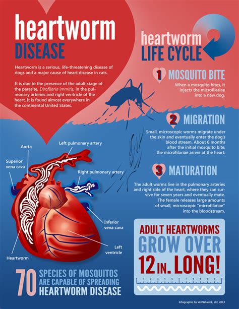 Can my cat get heartworm? Veterinary Infographics | Marketing Infographic for ...