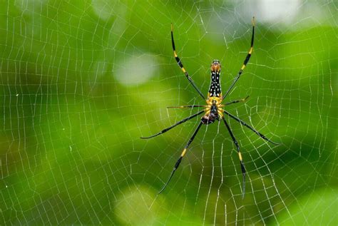 Black And Yellow Mosaic Patterns Helps Orb Weaver Spiders Trap Prey