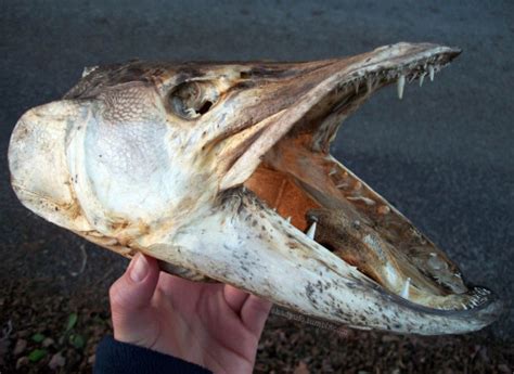 Their dorsal and ventral fins are located far back near the tail and are lobe. muskie skull | Tumblr
