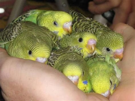 Babies Baby Parakeets Pet Birds Best Pet Birds