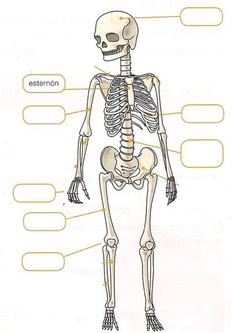 Ciencias El Sistema Óseo Ficha Interactiva Topworksheets