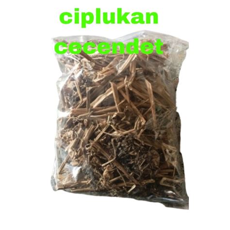 Daun Batang Akar Buah Ciplukan Cecendet Kering Herbal 100g Lazada