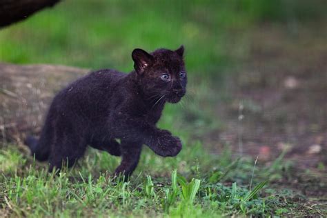 Announcing The Names Of The Black Panthers Cubs Wereldtuinen Mondo Verde