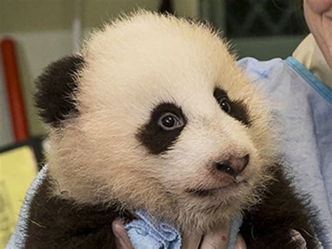 San Diego Zoos Newest Panda Cub Finally Gets A Name