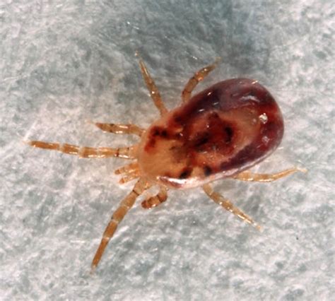 How To Get Rid Of Bird Mites Signs Of Infestation Pictures 2022