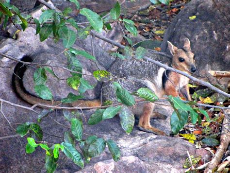 Placental Mammals | Australian Wildlife Journeys