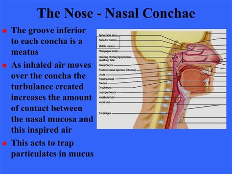 Conchae Respiratory System