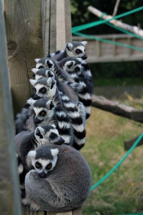 Lemurs Stuart Peach Photography Flickr