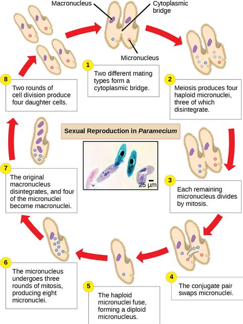 20 Meiosis And Sexual Reproduction Openstax Biology