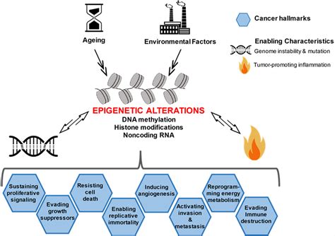 Figure 1 From Epigenetic Mechanisms And The Hallmarks Of Cancer An