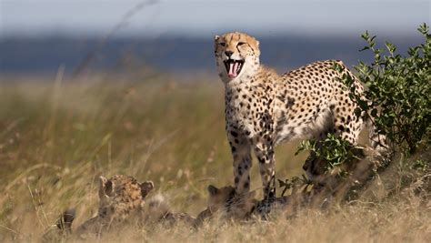 Cheetah Numbers Crashing Extinction Possible