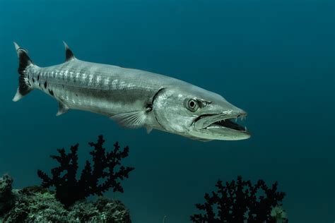 Barracuda Fish Habitat Diet Life Cycle And Facts Fishontips