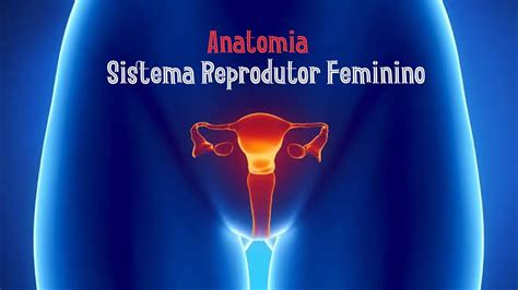 Anatomia Do Sistema Reprodutor Feminino Youtube