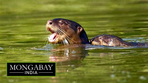 Otters In Goas Mangroves Youtube