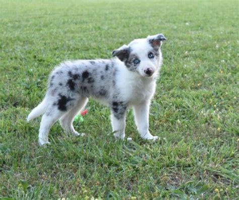 49 Merle Border Collie Puppies For Sale Picture Bleumoonproductions