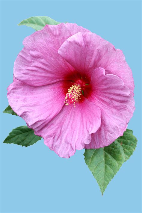 Fantasia Is The First Lavender Flowered Hardy Hibiscus 11 Flower